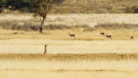 A wide angle shot of Springboks antelopes Grazing together in the grasslands of Savanah of Botswana South Africa. Bat eared fox. (Otocyon megalotis)