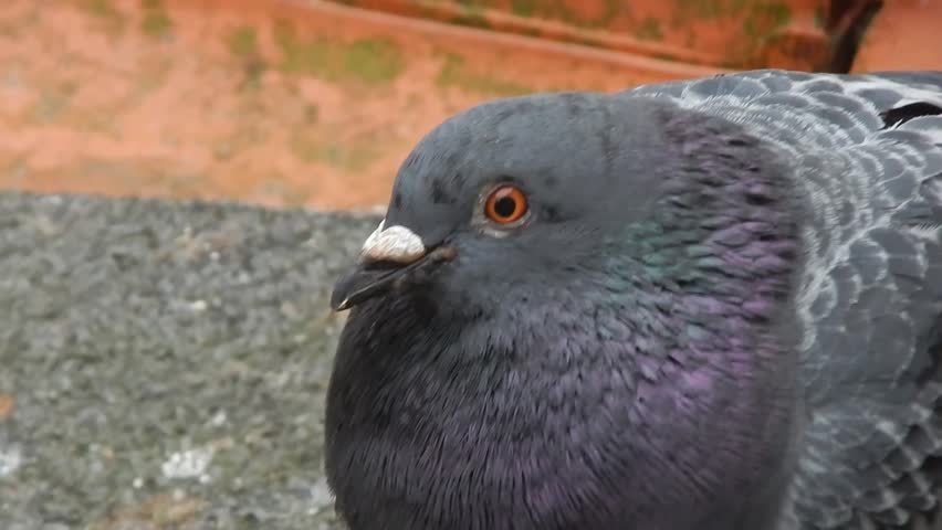 Street Wild Pigeon Turns its head and looks at the camera with both eyes. Beak up close