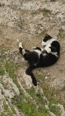 Vertical video. The black cat rolls with pleasure on the ground at the edge of a cliff by the sea. On a high rock.