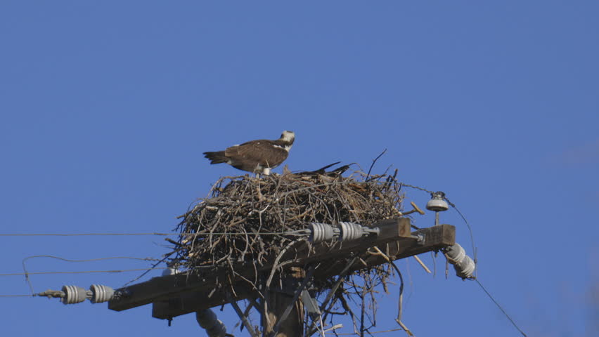 Osprey Takes Flight from Nest Built on a Power Pole