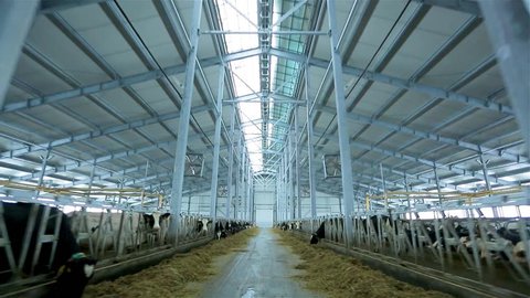 Milk farm. Agriculture industry. Modern farm barn with milking cows eating hay. Cows feeding on dairy farm. Calf feeding on farm. 