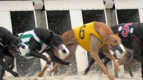 Greyhound dogs in slow motion running out of starting box at race track 