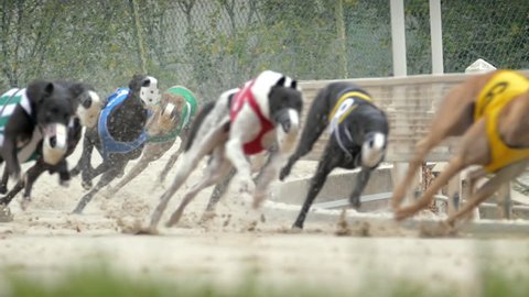 Greyhound dogs running around race track in slow motion 