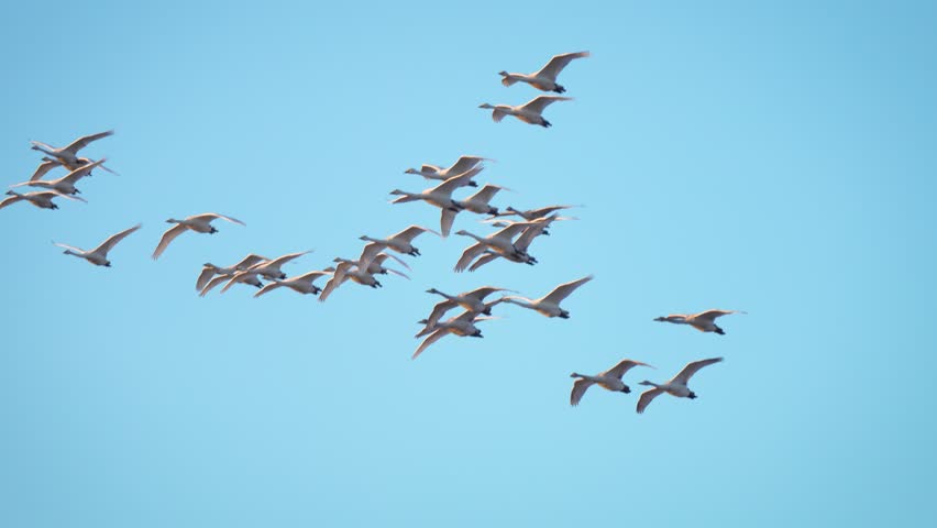Flock birds floating in air flapping its wings. Flying swans in sky. Slow motion. Geese birds fly in flock, blue sky background