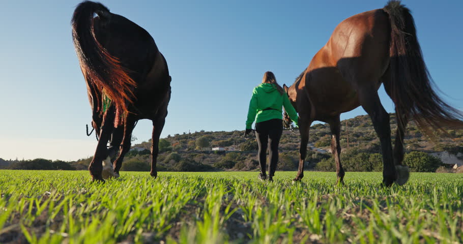 Two women trainers are walking with their horses on the green grass of the ranch field. Beautiful animals care and care for them. High quality 4k footage