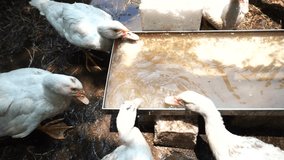 Video of ducks feeding the farm.