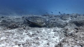 Green sea turtle swimming over coral reef in Mauritius Island