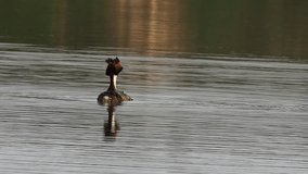 Great Courtship Crested (Podiceps cristatus). Bridal dance of the Crested Grebe. spring waterfowl video. Czech Republic wildlife scene. Animals in natural environment.