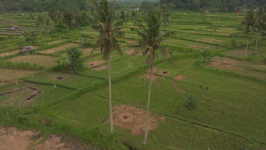 Aerial view of lush rice fields and terraced plantations at Bukit Cinta, Agung Volcano, Karangasem, Bali, Indonesia. Royalty-Free Stock Footage #3483244827