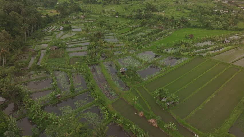 Aerial view of lush rice fields and palm trees at Bukit Cinta with Agung volcano in sunrise, Karangasem, Bali, Indonesia. Royalty-Free Stock Footage #3483245623