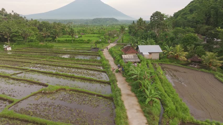 Aerial view of rice fields and palm trees at Bukit Cinta with Agung volcano in sunrise, Karangasem, Bali, Indonesia. Royalty-Free Stock Footage #3483246253