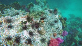 Sea urchins. sea cucumbers. corals and small fish make their homes in this reef off Koh Lipe. an exotic. Thai tropical island. 4k Ultra HD video