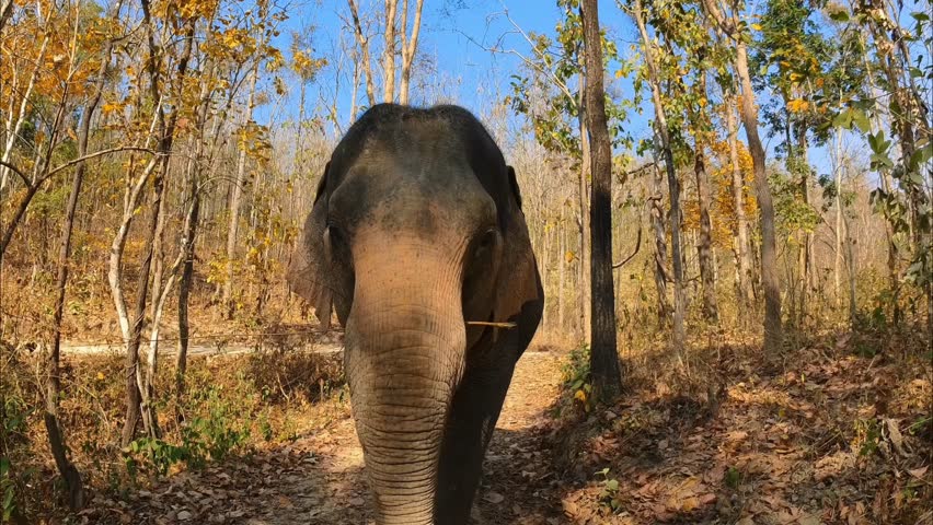 female asian elephant walking to me