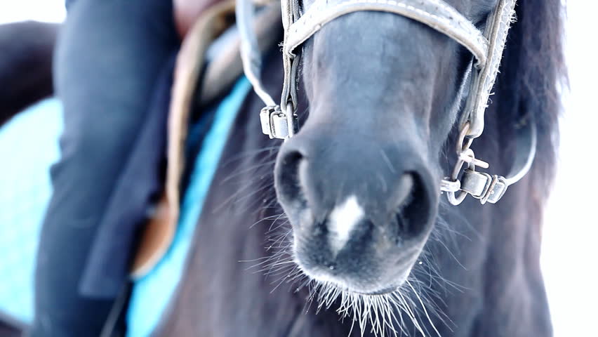  Breathing of black horse in winter