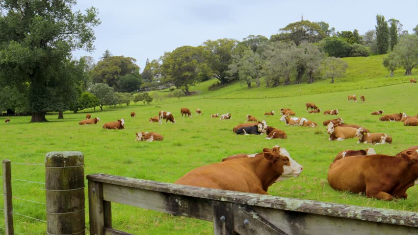 Landscape Hereford cows graze grass new zealand meadow green fields trees skyline panoramic shot, farmland animals eating, sleeping cattle