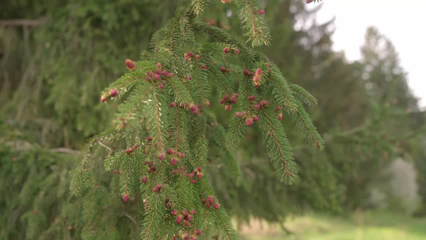 Pollen from coniferous trees flies into the surrounding area in spring. Particles causing new life as well as allergies and impaired breathing in sensitive individuals Royalty-Free Stock Footage #3483279723