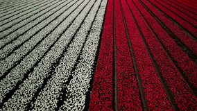 Layers of tulips seen from a drone flying overhead, Netherlands