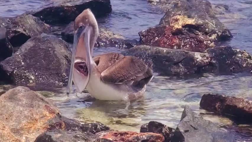 Brown Pelican eat fish scooping up in their expandable throat pouch, Los Roques Venezuela