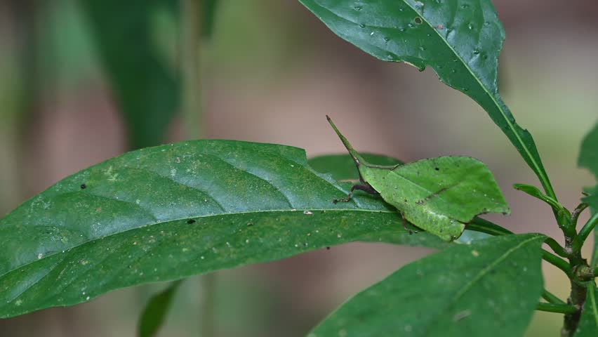 Camera zooms in while this insect is seen on top of a leaf feeding, Systella rafflesii Leaf Grasshopper, Thailand Royalty-Free Stock Footage #3483306947