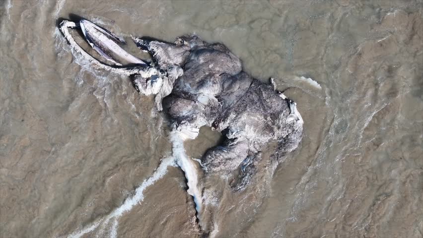 Aerial view of Whale Carcass on Falcon Bay, Western Australia, Australia.
