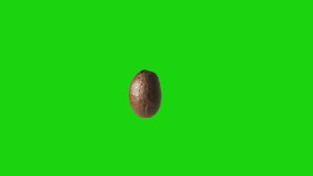 Dark, roasted coffee bean isolated and spinning with green screen background. Video element for restaurant, cafe or coffee shop.