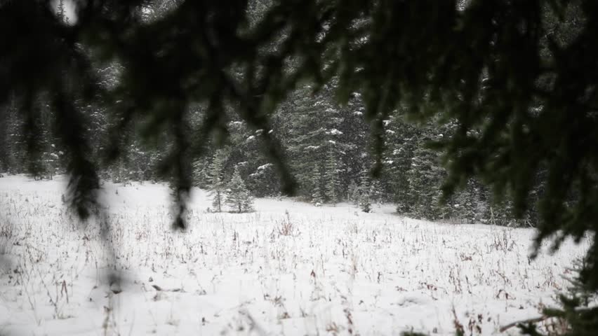 Snow on the trees in the mountains in Montana