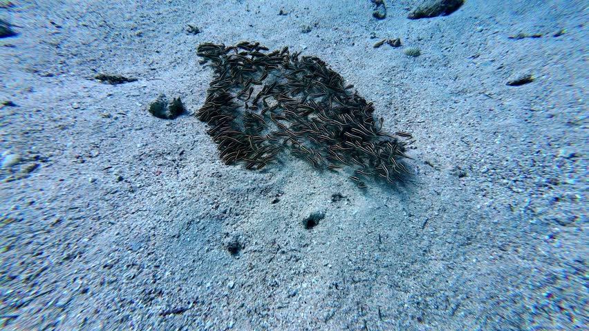 Massive school of striped catfish congregate on a sandy ocean floor, forming a dense, dark mass that contrasts with the light blue water and white sand, creating a captivating underwater scene