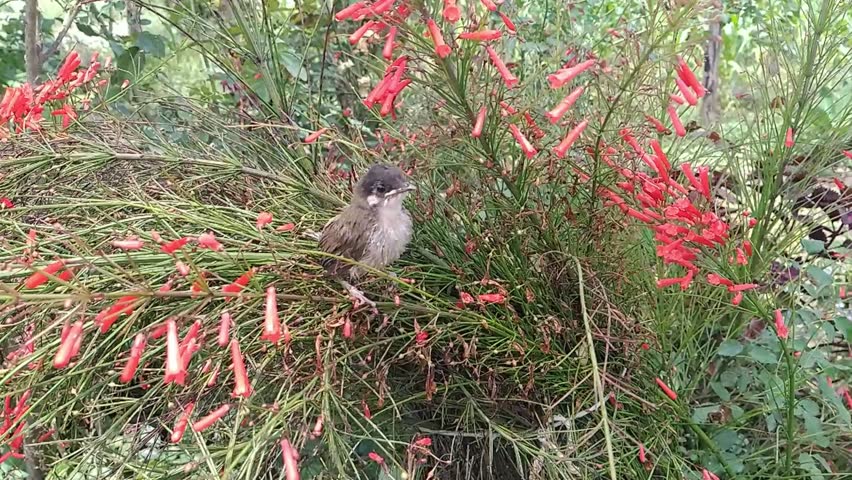 A baby bird in flowers