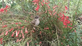 A baby bird in flowers