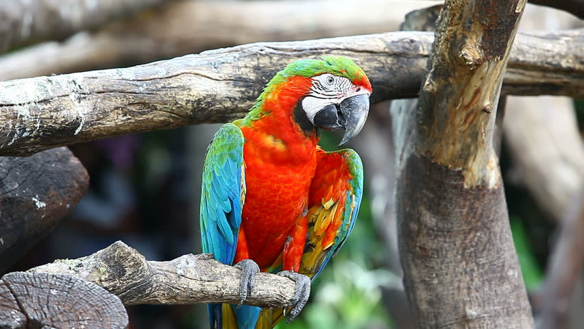 Meddele kjole fremstille The Red-and-blue Macaw (ara Ararauna), Stock-video (100 % royaltyfri)  3483404 | Shutterstock