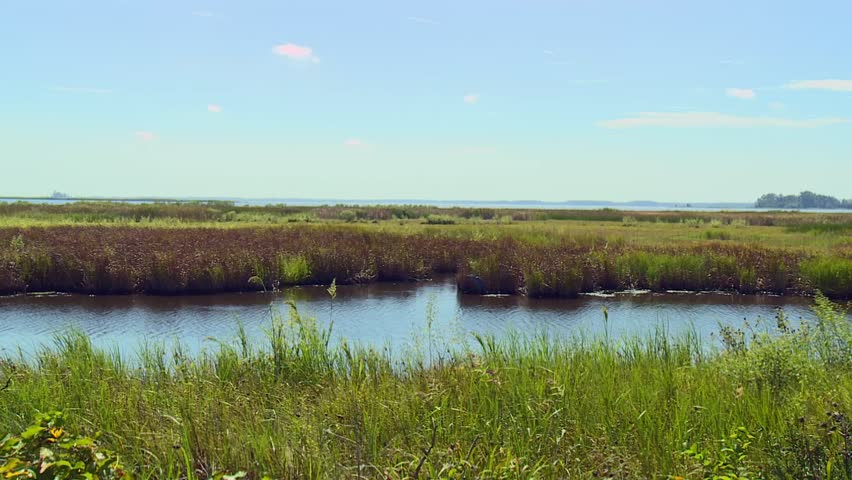 Grassy Wetland Of Blackwater National Wildlife Refuge In Summer In Dorchester, Maryland, USA. - wide pan shot