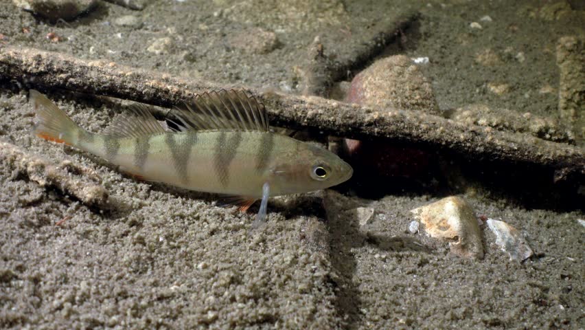 European perch (Perca fluviatilis) at the bottom of flooded limestone quarry. Underwater footage, Estonia.