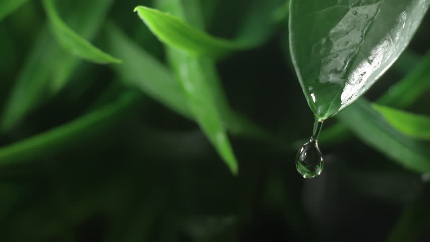 Slow motion macro shot of water droplet falling from fresh green leaf. Alternative herb skin care medicine concept. Herbal essence dropping from leaf. Organic serum drop or green tea tree oil extract