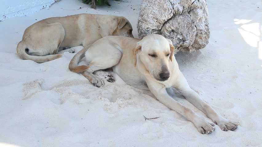 Beach dogs lying in the sand. Tulum, Mexico.