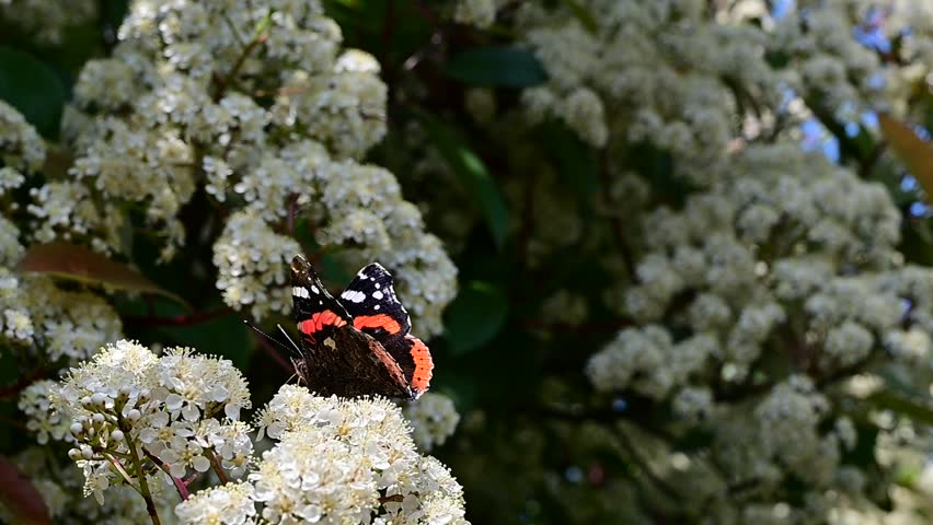 Red and black butterfly on photonia tree with white flowers in spring
