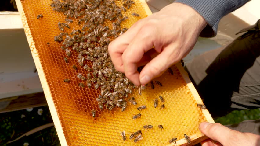The beekeeper placed the marked queen among the honey bees on the honeycomb. Bees on honeycombs close-up. Apiary. Beekeeping. honey production