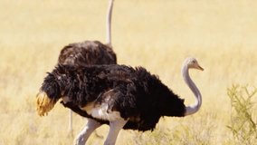 A family of southern ostriches grazing in grasslands of Savanah.