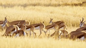 A herd of Springboks antelopes Grazing and walking through the frame