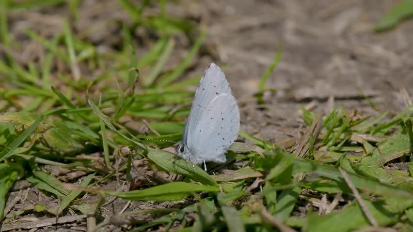 Holly Blue Butterfly Resting on the Ground