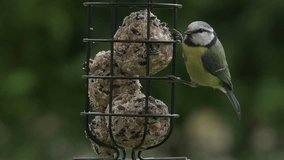 Blue Tit (Cyanistes caeruleus) looking around feeding on fat balls in a garden bird feeder. April, Kent, UK. - Powered by Shutterstock - Get 15% off with code: PIKWIZARD15