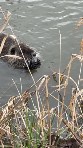 Wildlife rodents.Water rat. andatra. Rat holding ahead in its paw.