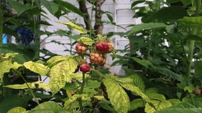 A bunch of ripe red berries on a plant. The berries are on a plant that is surrounded by green leaves