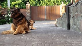 Two dogs are laying on the ground next to a gate. One of the dogs is a large German Shepherd