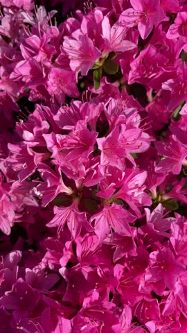 The vibrant charm of summer with this captivating vertical video showcasing fuchsia blooming Azalea flowers. Nature's floral display as a pink summer background. Botanical flower background. Royalty-Free Stock Footage #3483724045
