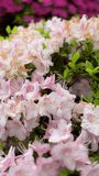The vibrant colors of summer with this close-up vertical video showcasing blooming Azalea flowers against a picturesque backdrop. Aesthetic summer flower background.  Full bloom during springtime.