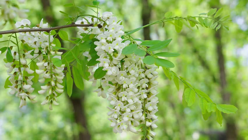 Acacia tree flowers blooming in the spring.  Royalty-Free Stock Footage #3483768419
