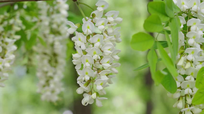 Acacia tree flowers blooming in the spring.  Royalty-Free Stock Footage #3483770909