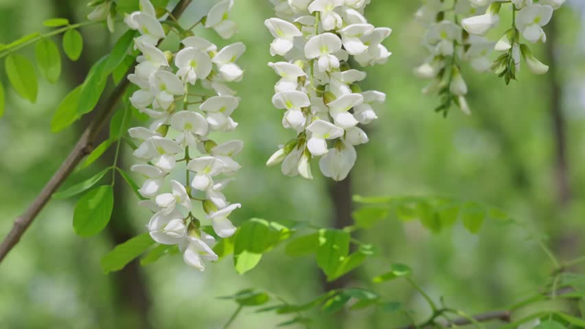 Acacia tree flowers blooming in the spring.  Royalty-Free Stock Footage #3483773893