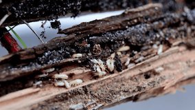 Termite Territory: The Hidden Life Within Wood