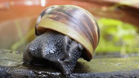 4k macro video of the snail coming out of its shell and progressing slowly. Extreme close up footage of Giant African Snail creeping on the flower pot in the garden.